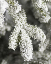 Carregar imagem no visualizador da galeria, Árvore de Natal Nevada Frosted Fraser com Galhos Articulados, Suporte Metálico e Micro LEDs Embutidos
